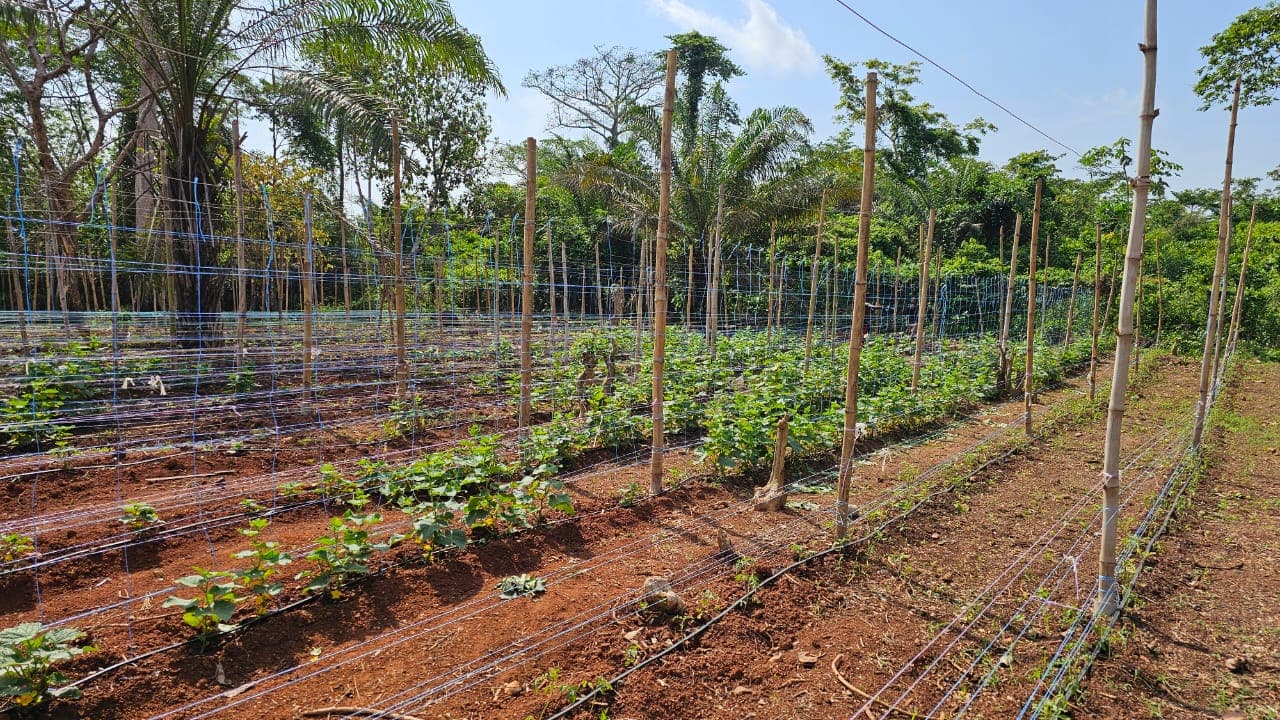 Pieds de tomates