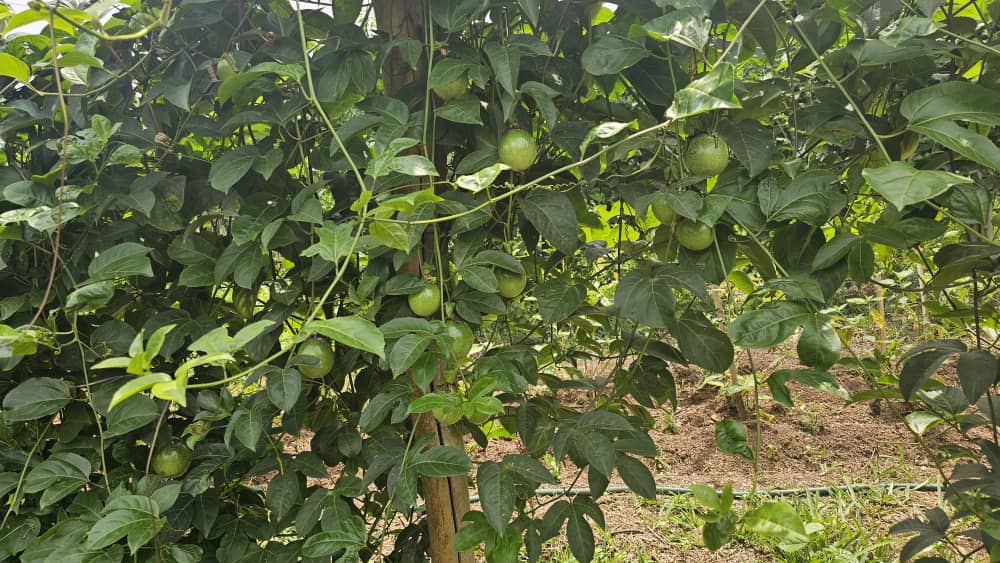 Fruit de la passion