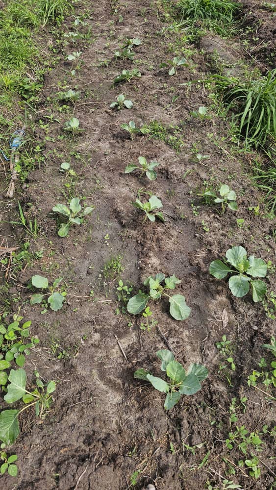 Plant de choux