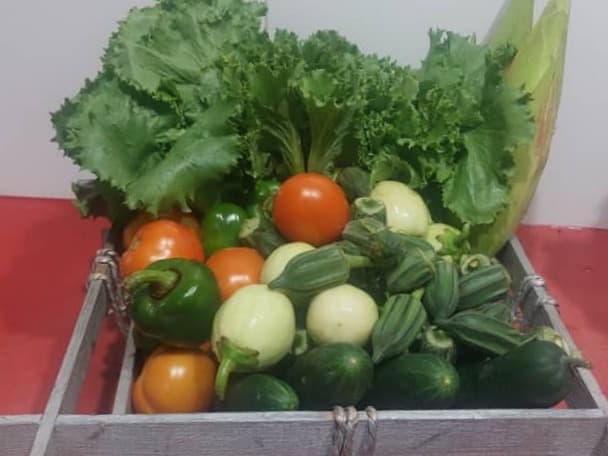 Légumes frais récoltés dans notre ferme biologique