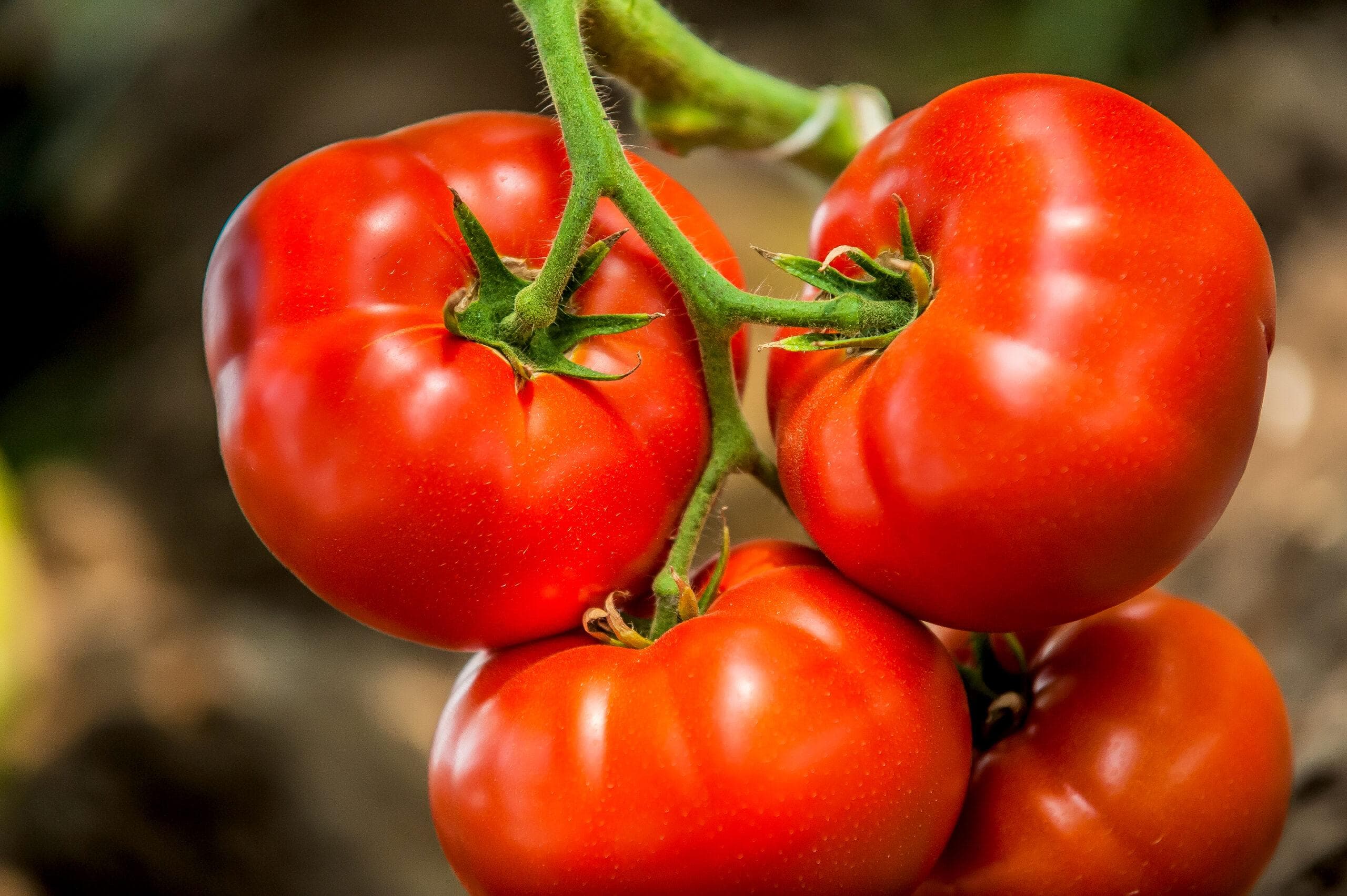 Plants de tomates