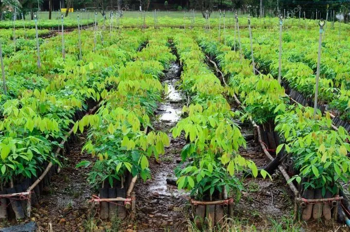 Agriculture Biologique