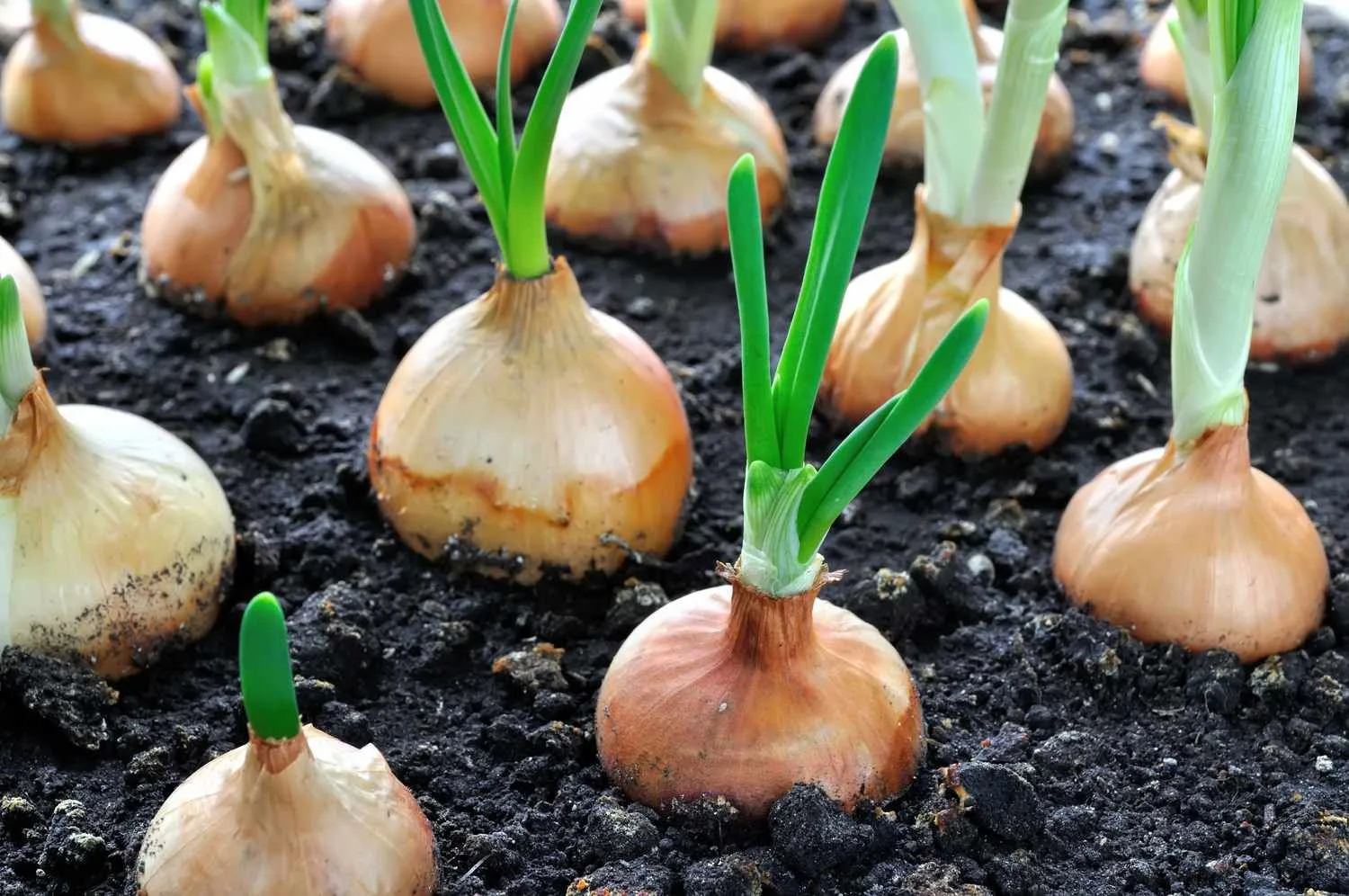Agriculture Biologique