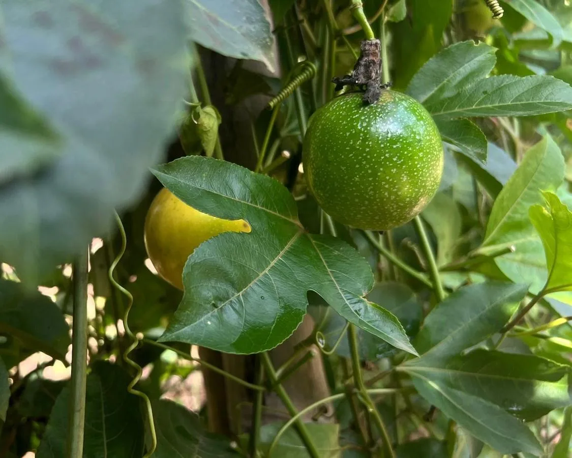 Fruit de la Passion