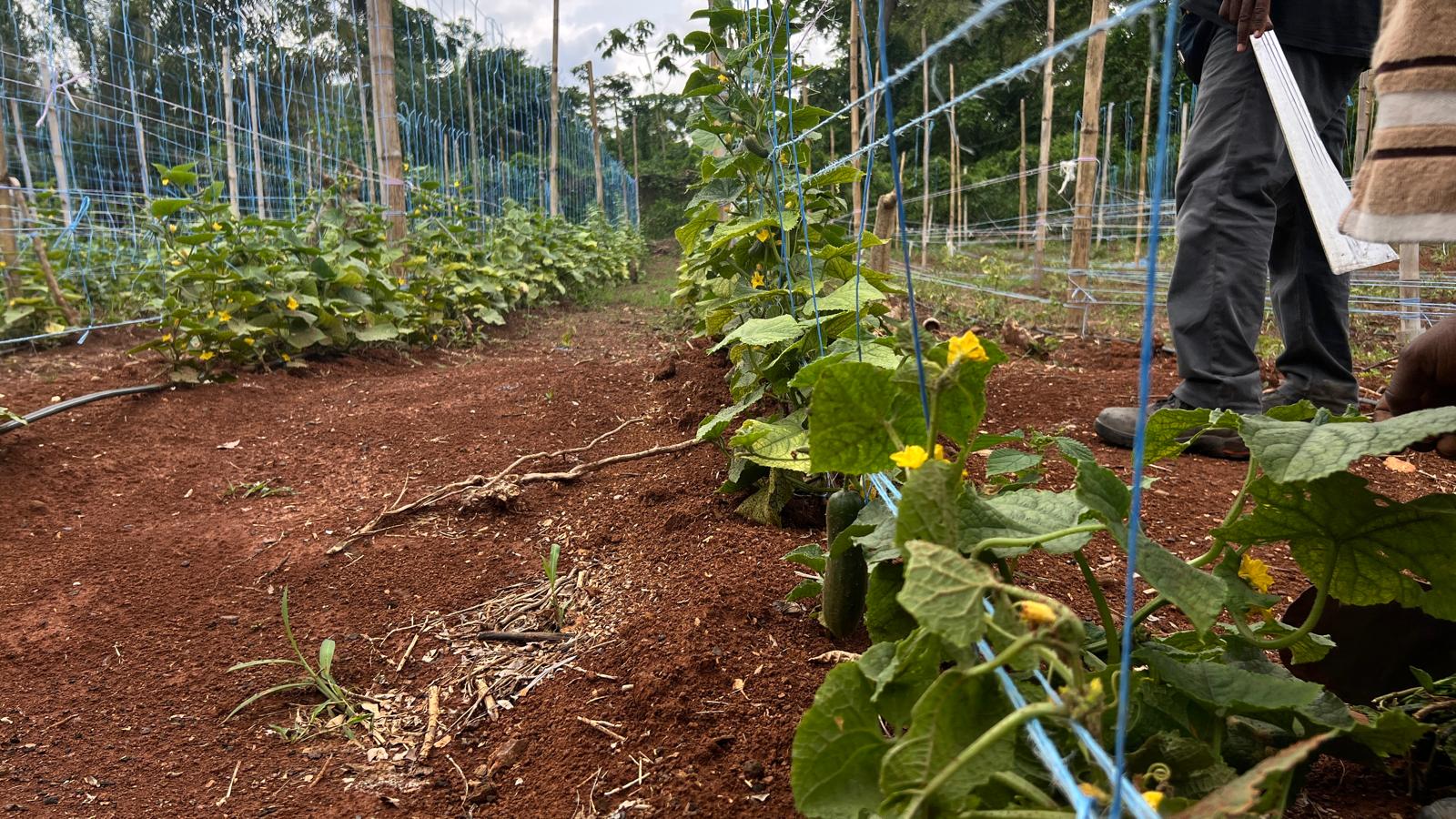 Agriculture biologique aux Fermes Gnamien