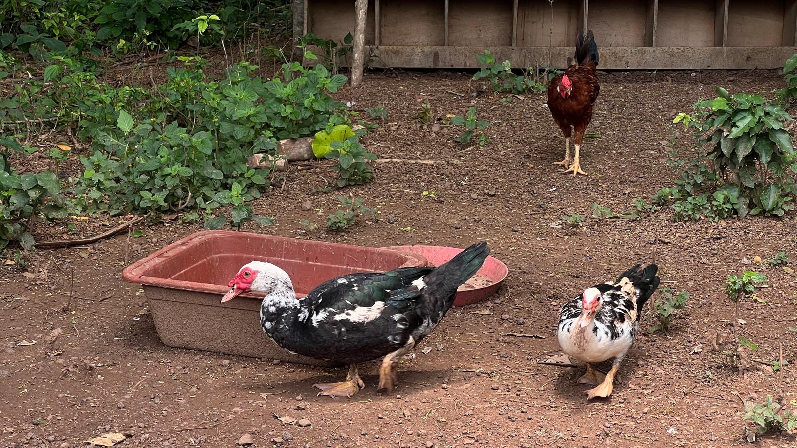 Bienvenue dans Les Fermes Gnamien